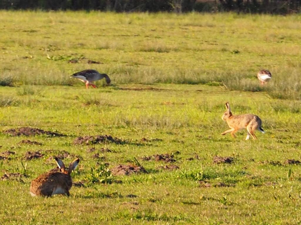 Ferienhof Hage Hüde Exteriér fotografie